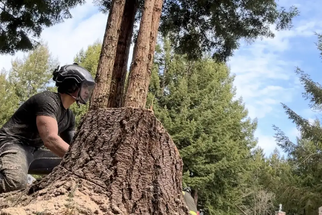 True Tree Service sawyer working a felling cut on a large redwood, sawdust flying