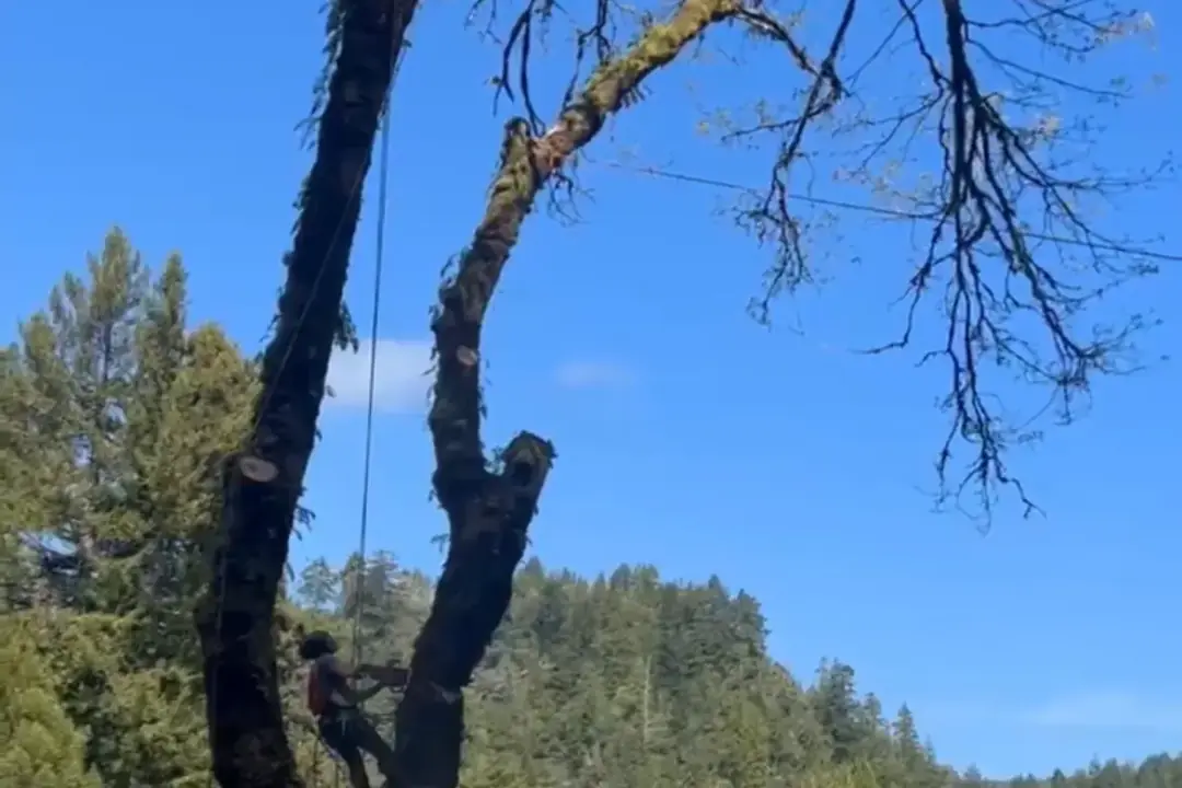 True Tree Service climber dismantling a dead-topped hazard hardwood above homes