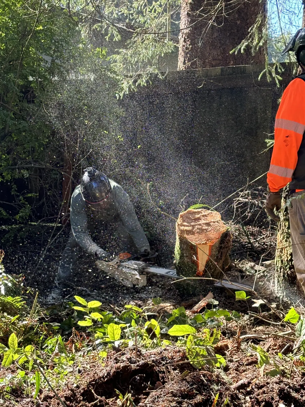 True Tree Service sawyer flush-cutting a stump low, sawdust flying