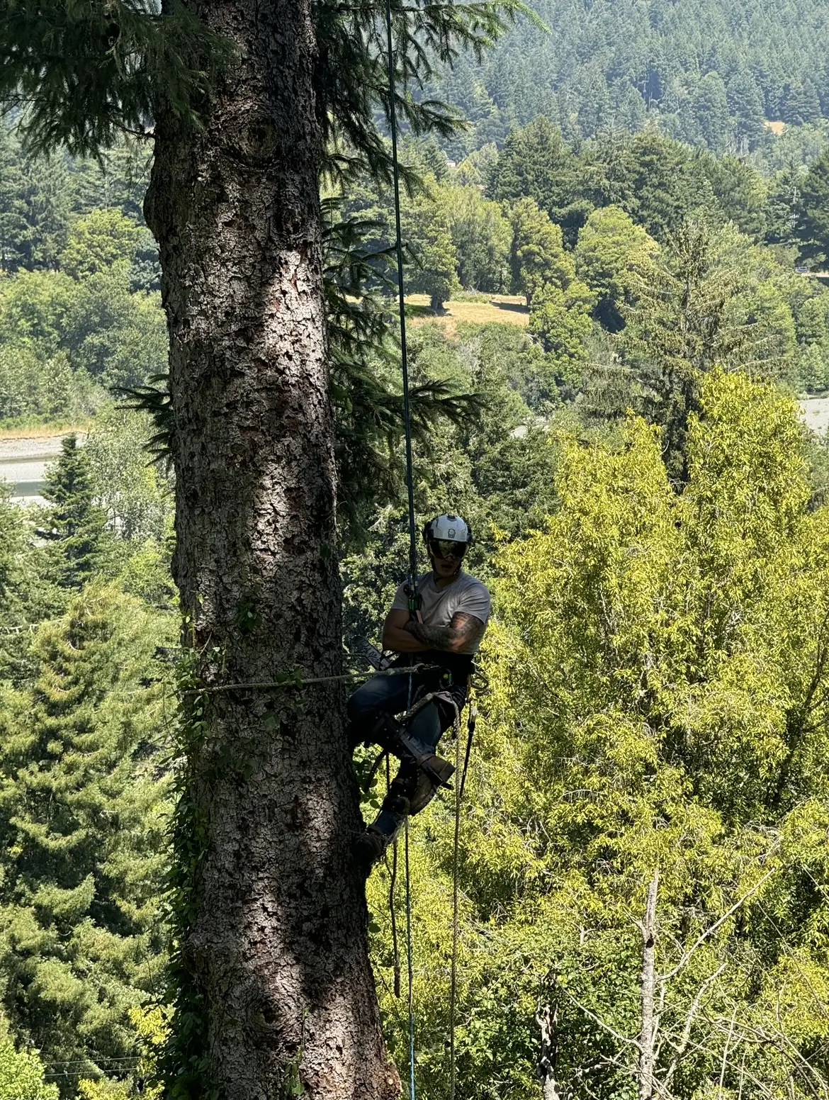 True Tree Service climber ascending a fir above a North Coast river valley