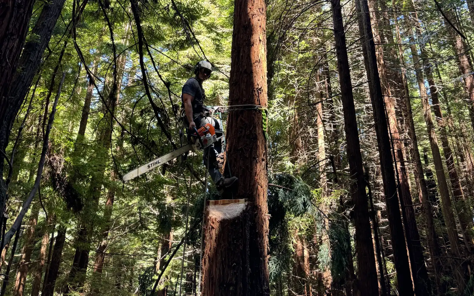 True Tree Service climber standing on a topped redwood spar with a chainsaw, high above the forest floor
