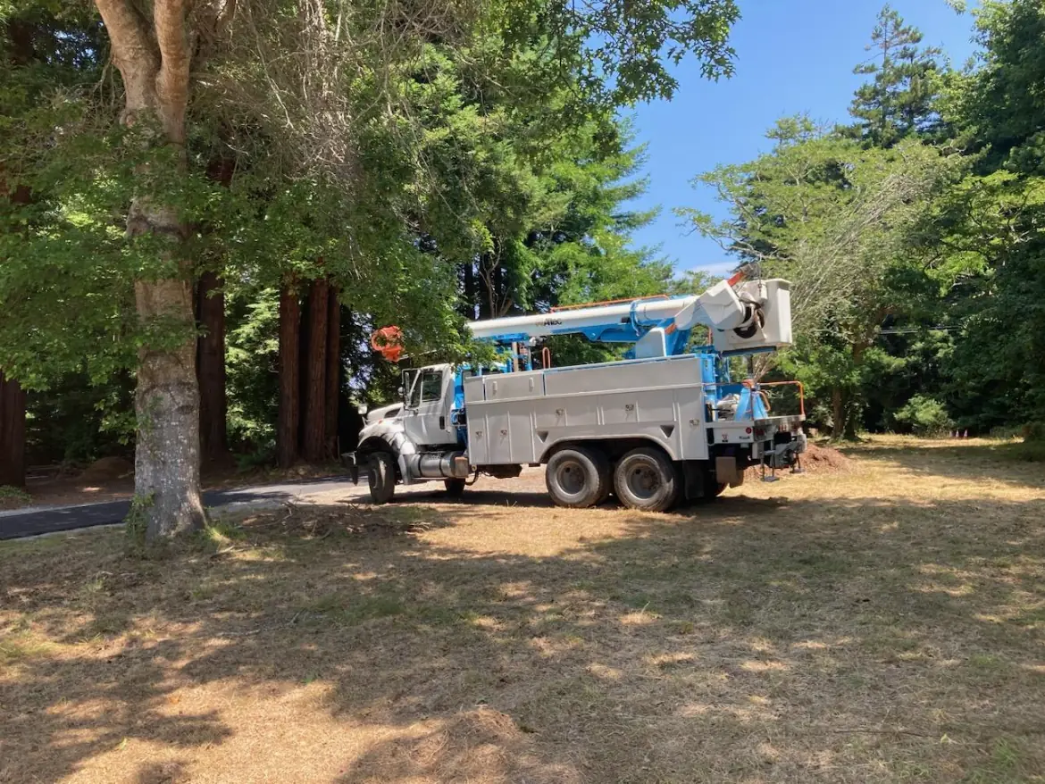 True Tree Service bucket truck set up under coastal conifers